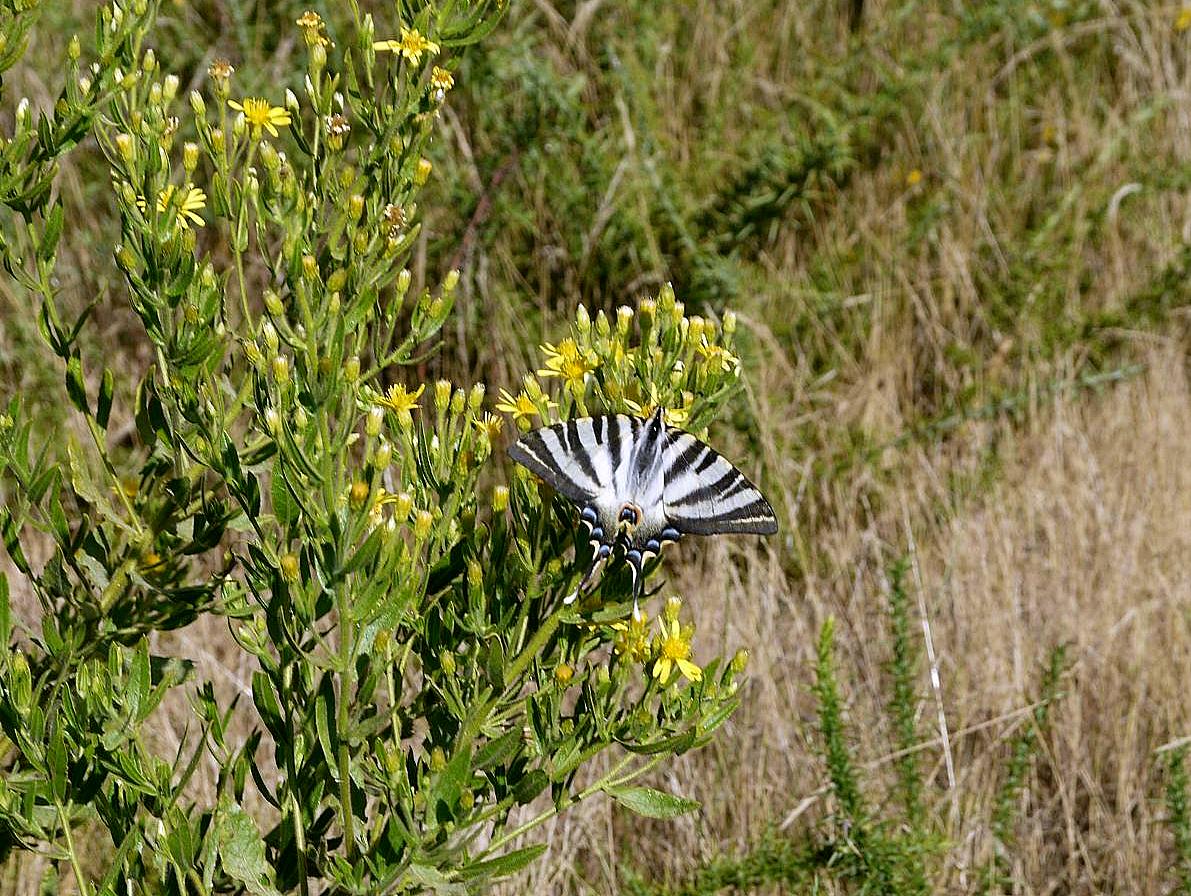 Iphiclides podalirius (chupaleites). Foto, Cándido Martínez.