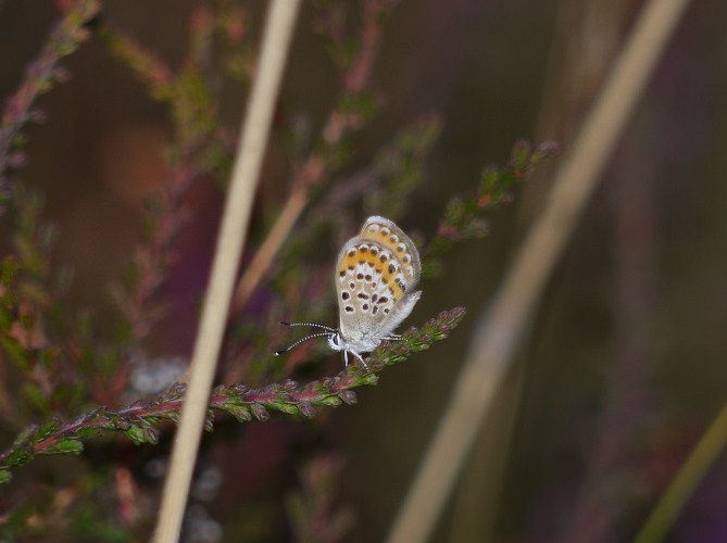 Niña (Plebejus argus)