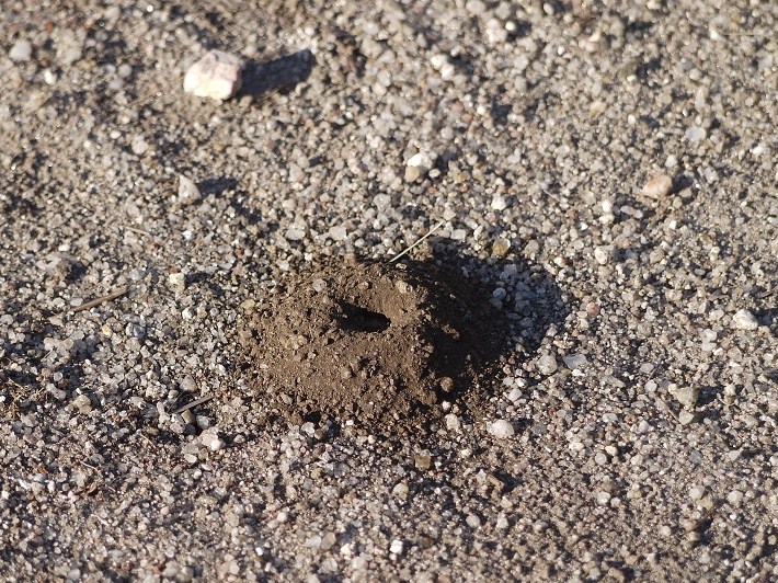 Niño de avespa terreira