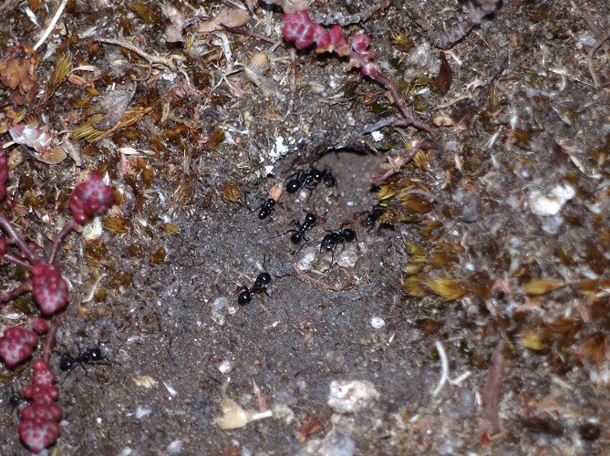 Niño de formigas (Messor sp.)