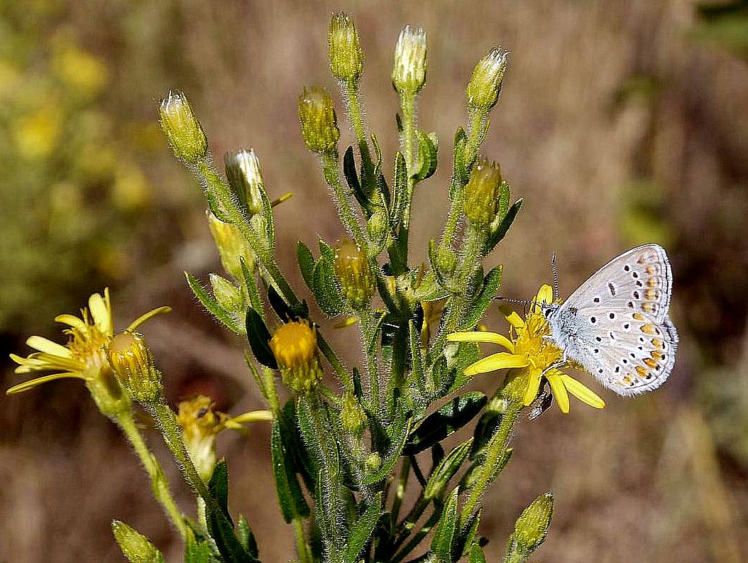 Polyommatus icarus (dous puntos). Foto de Cándido Martínez.