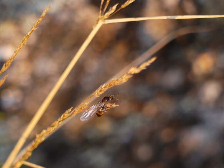 Raíña alada de formiga (Messor barbara)