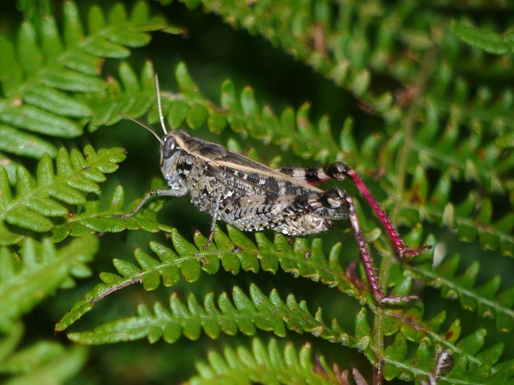 Saltón de á listada (Stenobrothrus lineatus)