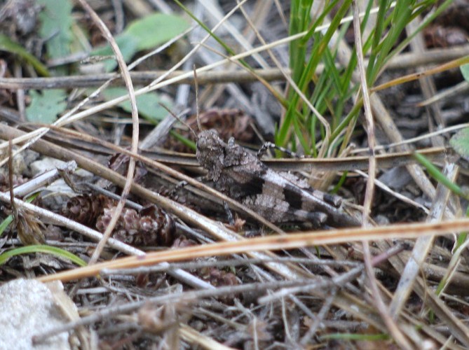 Saltón de ás azuis (Oedipoda caerulescens)