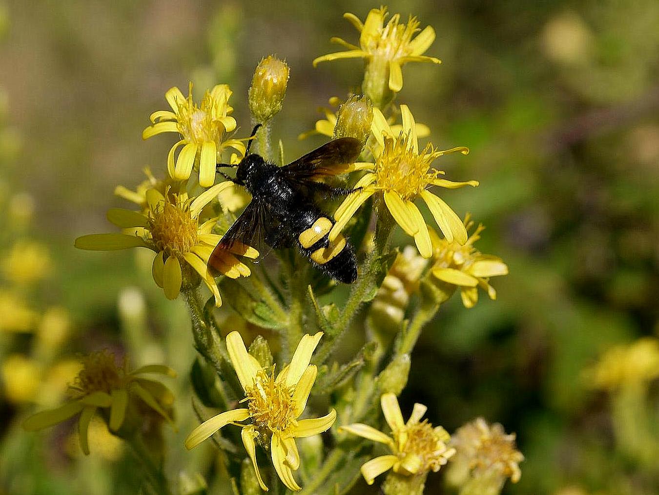 Scolia hirta. Foto de Cándido Martínez.