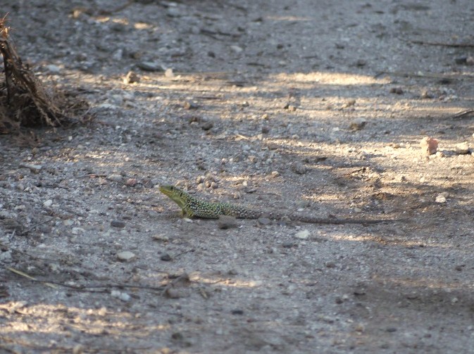 Subadulto lagarto arnal (Timon lepidus)
