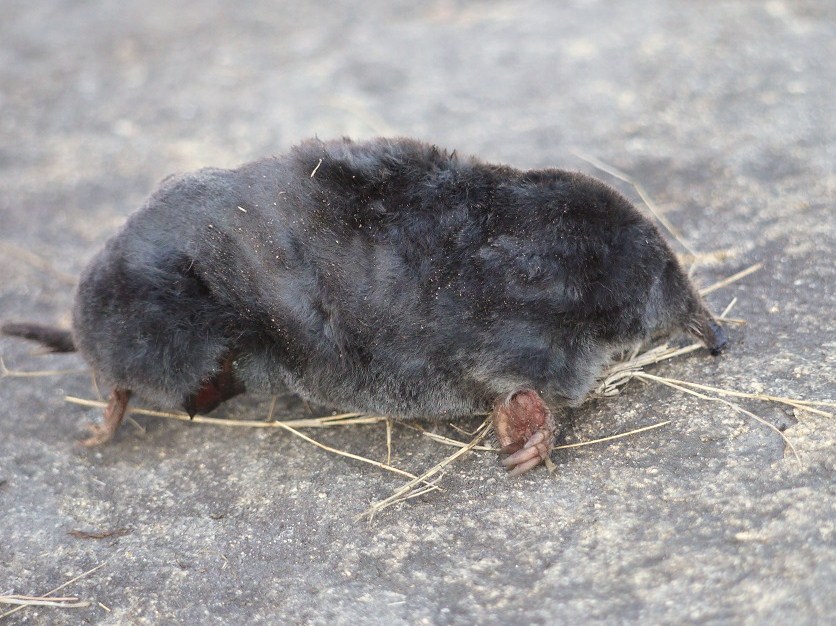 Toupeira (Talpa europaea)