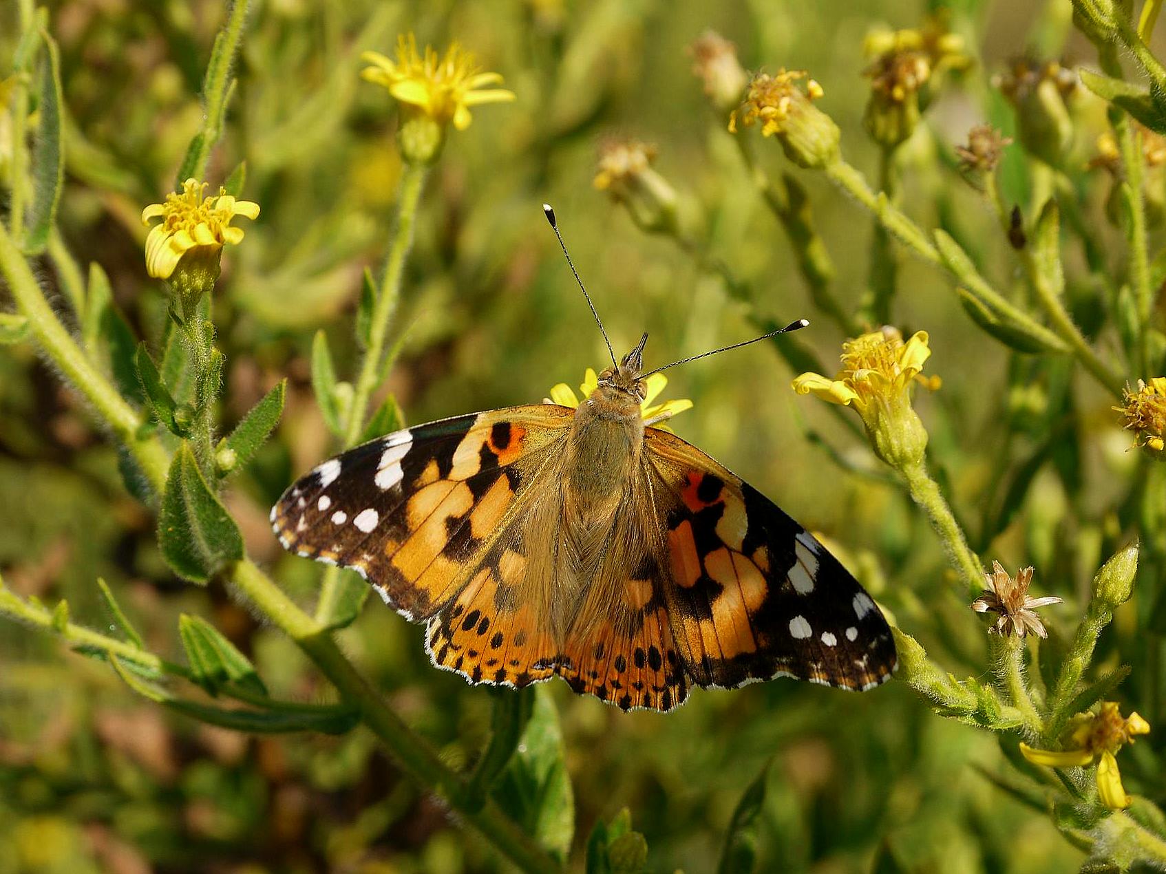 Vanessa cardui (cardeira). Foto de Cándido Martínez.