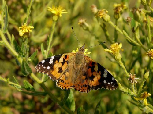 Vanessa cardui (cardeira). Foto de Cándido Martínez.