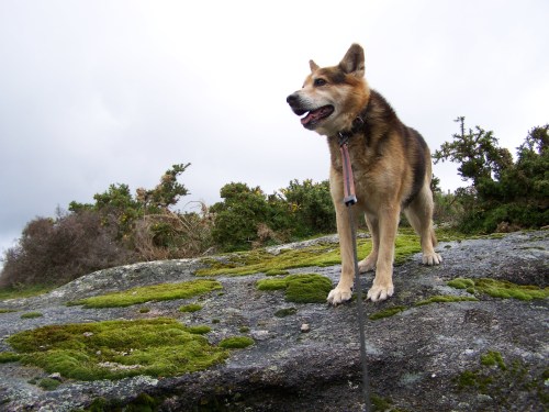 10 de decembro, Día Internacional dos Dereitos dos Animais.