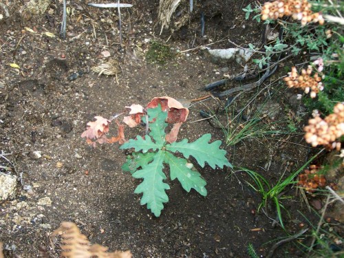 Monte Pornedo, novembro de 2011.