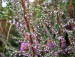 A “calluna vulgaris” comeza a florecer. O monte volverá estar rosado, lindo, ledo… para entrarmos no&nbsp;outono.