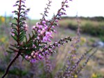 “Calluna vulgaris”, comezando a florecer nesta etapa do&nbsp;verán.