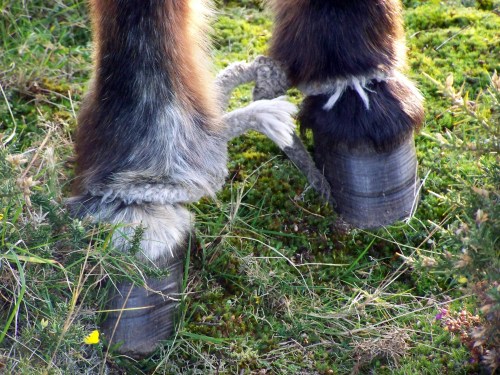 Unha vez máis, a lacra do maltrato animal, contra a que cómpre unha solución urxente.