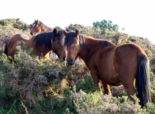 Unha vez máis, a lacra do maltrato animal, contra a que cómpre unha solución urxente.