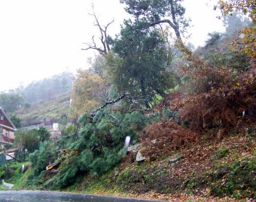 Protección Civil tivo que talar un piñeiro que se desplomou contra a estrada.
