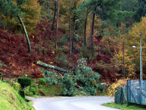 Árbore caída no lugar do Caeiro.