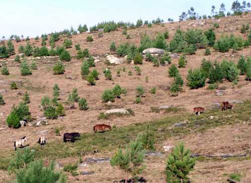 3ª andaina contra o parque eólico de Pedras Negras.