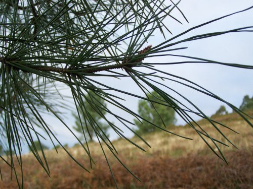 No Alto do Pornedo tamén hai (uns poucos) piñeiros.