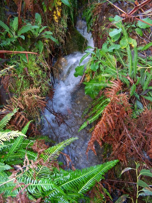 Regatos no Monte Pituco.