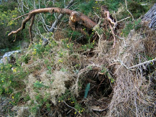 Antiga canteira nas cercanías do Monte Pituco.
