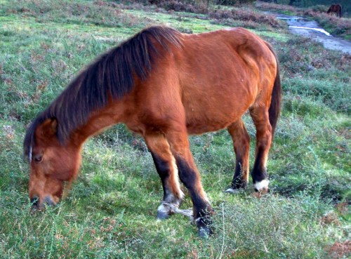 Cabalos coas patas ATADAS con cordas ou trabadas con pexas. no Monte Pituco.