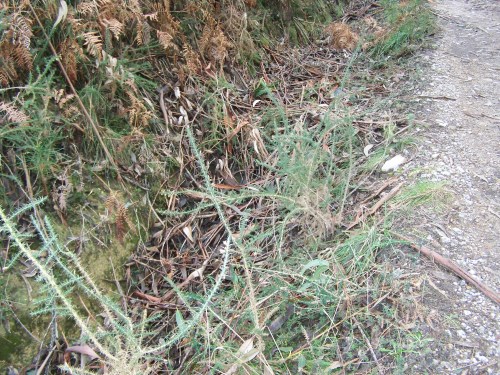 ...Coas canalizacións OBSTRUÍDAS...