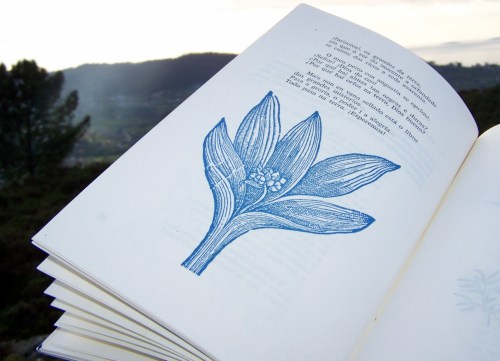 Día de Rosalía, no Monte Pituco.