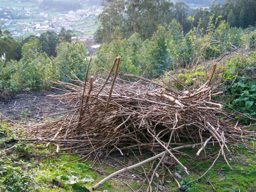 Restos de poda, a carón dun terraplén na beira da pista do Pituco.