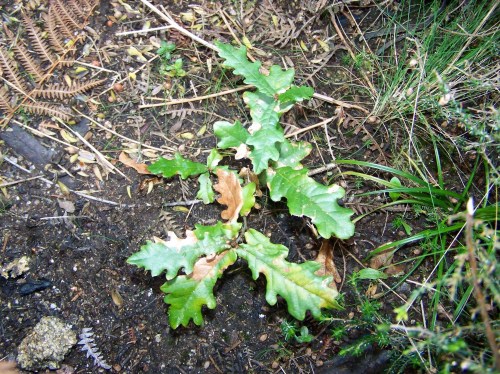 O carballo do Monte Pornedo (Pituco), plantado en 2011.