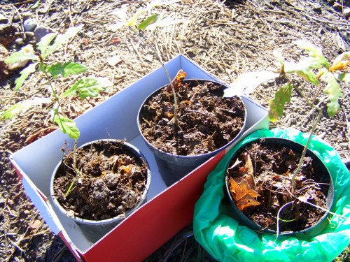 Os carballos, antes de ser plantados.