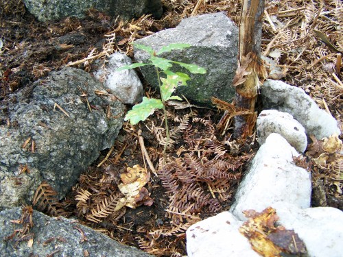 Celebrando por anticipado o Día da Árbore, plantando carballos ao longo do itinerario.