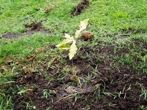 Celebrando por anticipado o Día da Árbore, coa plantación simbólica de varios carballos no itinerario do roteiro.