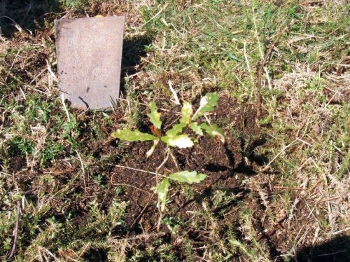 Novo habitante no Espazo Sete Camiños (foto, Almuinha).