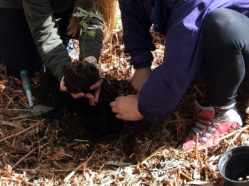 Celebrando por anticipado o Día da Árbore (foto, Almuinha).