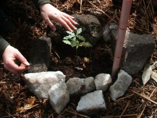 Novo habitante no Espazo Sete Camiños (foto, Almuinha).