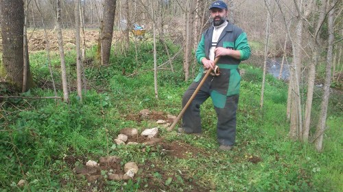 Nipis, cunha aveleira no regato de Rivas no val do Támega, en Ourense.