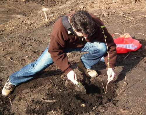Plantando unha cerdeira no monte veciñal de Salcedo.