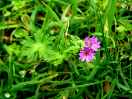 Flora silvestre da Curxeira.