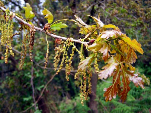 Na carballeira da Curxeira.