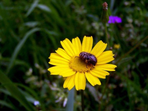 Flora & Fauna das veigas da Curxeira.