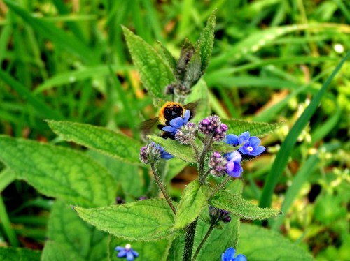 Flora & Fauna das veigas da Curxeira.