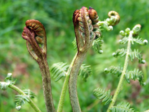 Flora primaveral da Curxeira.