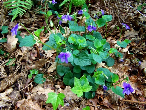 Flora primaveral da Curxeira.