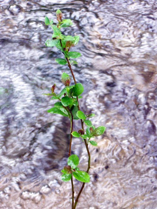 Río Pornedo (PXOM de Marn "dixit").