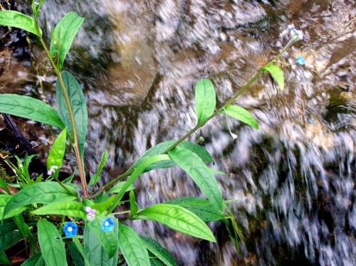 Río Pornedo (PXOM de Marn "dixit").