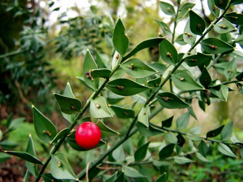 Flora das veigas da Curxeira.