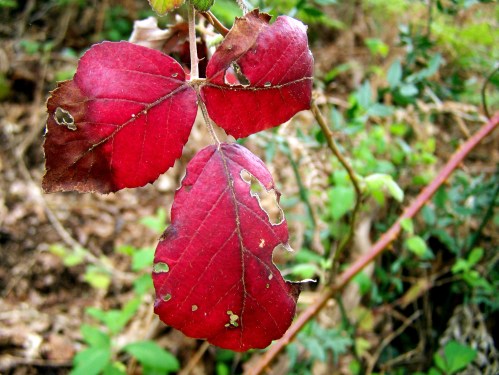 Flora nas veigas da Curxeira.