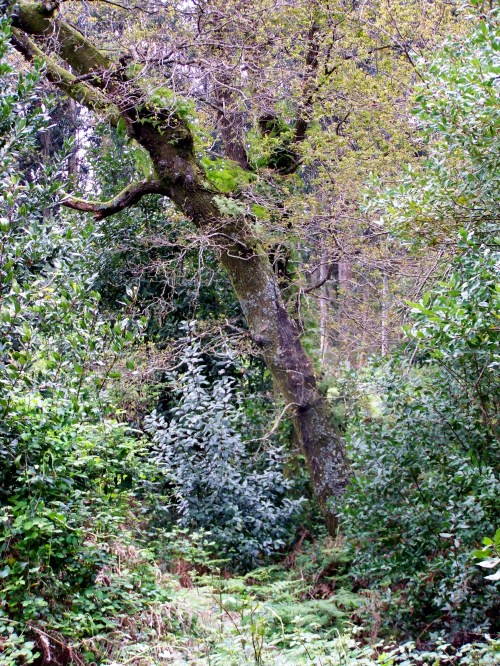 Na carballeira da Curxeira, no contorno do regato do Pornedo.