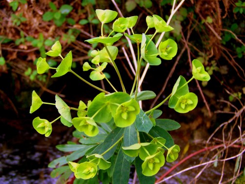 Flora silvestre nas veigas da Curxeira e no regato do Pornedo.
